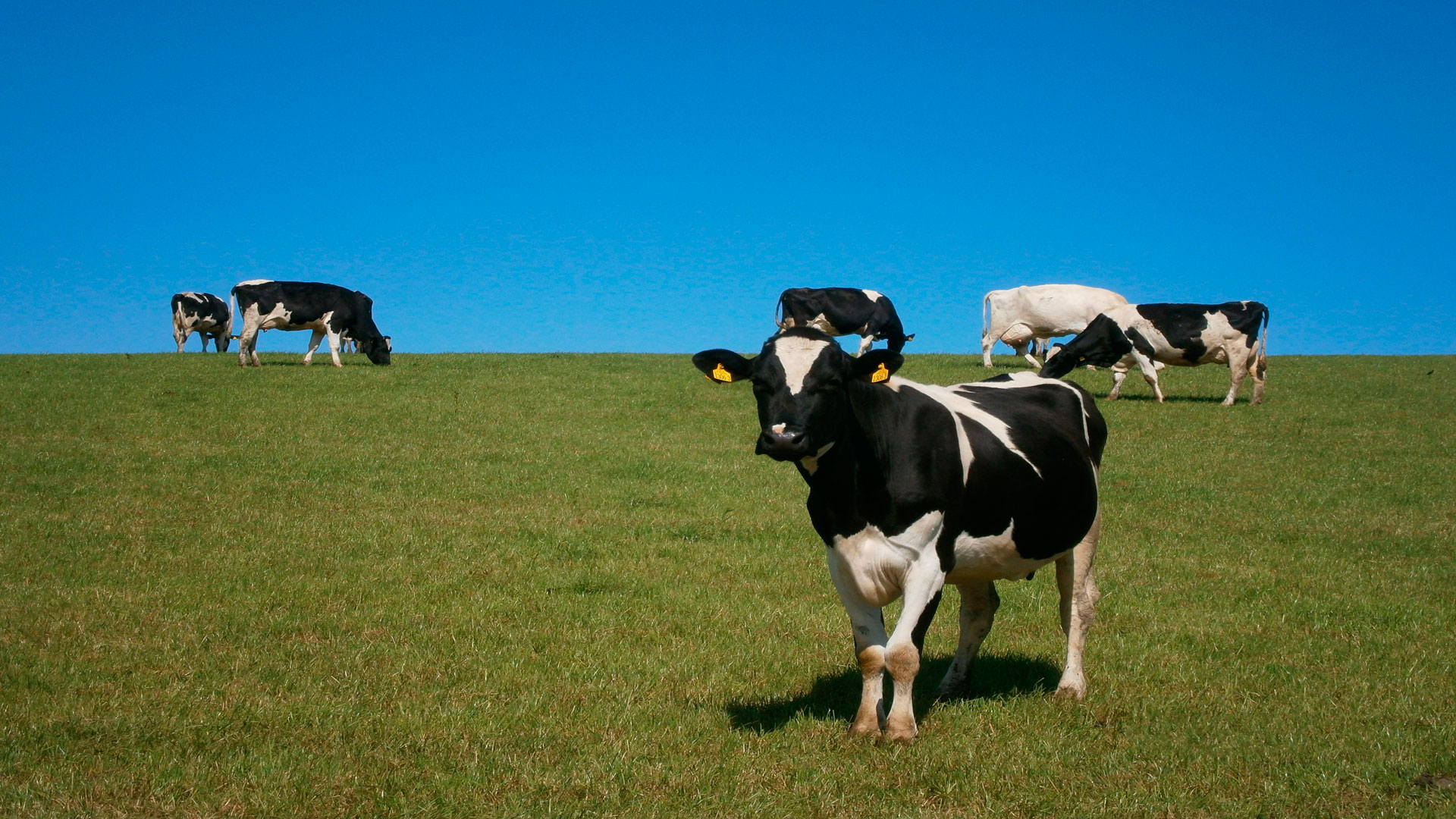 mas-de-1-500-ganaderos-que-reduzcan-su-produccion-de-leche-recibiran-2-800e-1920